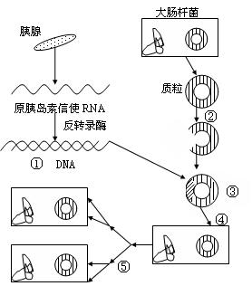 1979年科学家将动物体内的能够合成胰岛素的基因与大肠杆菌的dna分子