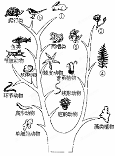 相似题纠错详情加入试卷更新:2016/01/22组卷:155引用[10](4)达尔文把