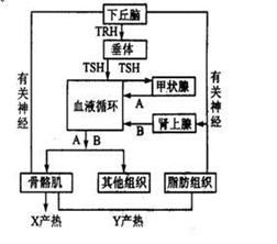 根据人体下丘脑垂体调节的主要途径示意图回答问题