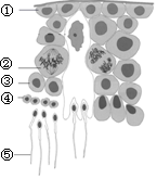 如图是人类睾丸横切片示意图,其中①→⑤为精子发生中