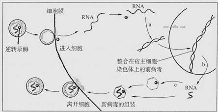 (2)若逆转录酶中有一段氨基酸序列为—丝氨酸—谷氨酸—组氨酸"