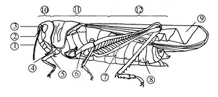 (1)蝗虫是常见的昆虫,它的身体分为,,三部分.
