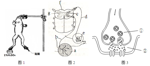 观察发现能完成屈腿反射, 洗去h2so4,再用1% h2so4溶液刺激该蛙右后肢