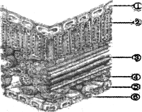 (1)①和⑤一起构成了,对叶片有保护作用.