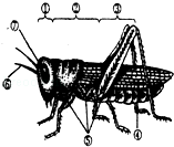 (2)蝗虫的体表有坚韧的,可以保护内部柔软的器官和防止体内水分蒸发.