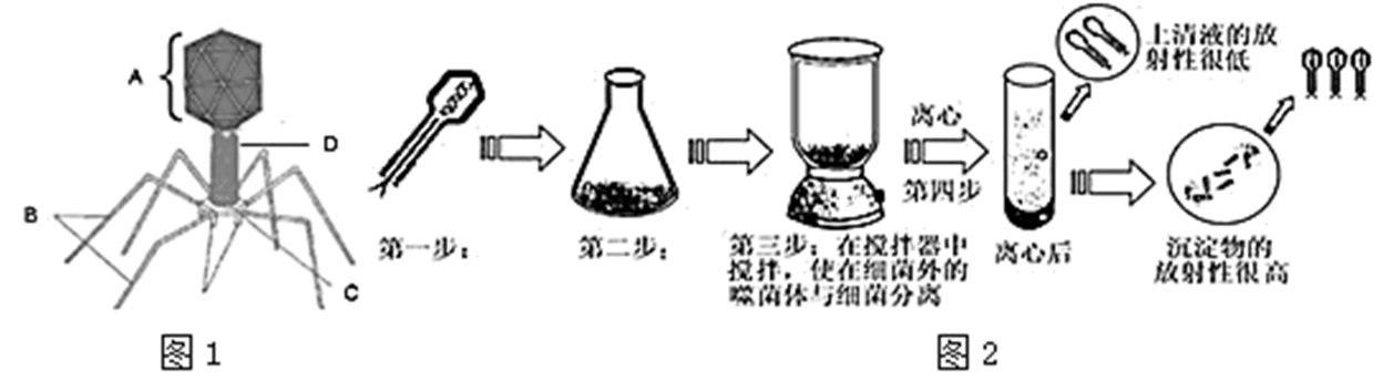 1952年赫尔希和蔡斯完成了著名的噬菌体侵染大肠杆菌实验,如图为其所