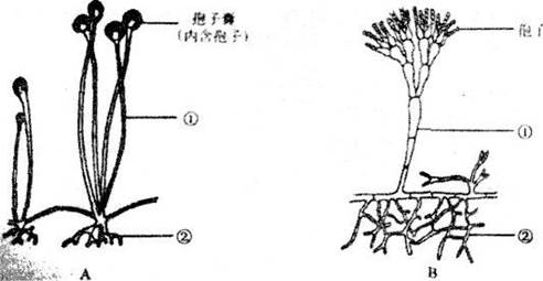 20152016学年江苏省徐州市七年级下学期期末生物考试试卷