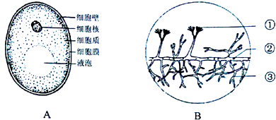 河南省南阳市镇平县20182019学年八年级上学期期末考试生物试题