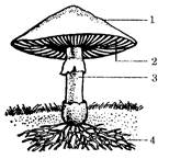 如图为蘑菇结构示意图请按要求填写