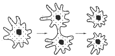如图所示为变形虫的生殖过程,其生殖方式为)相似题纠错详情加入