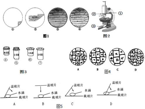 图1为某同学在观察洋葱鳞片叶表皮细胞临时装片时显微镜下看到的几个
