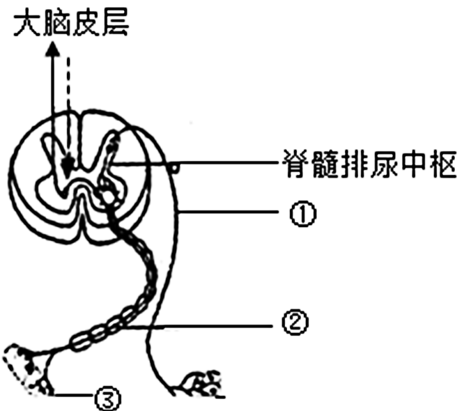 成年人的排尿变到意识控制如图是人体排尿的反射弧示意图病人脊髓高位