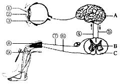 23. 如图是人体神经系统调节某些生命活动的示意图.请据图答