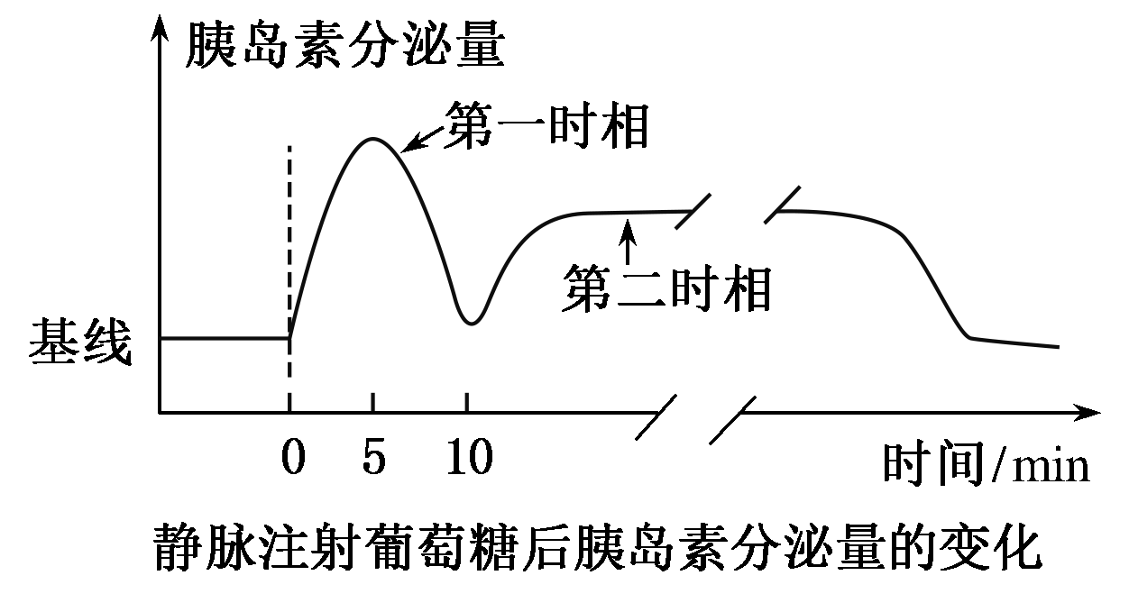 正常人体静脉注射一定量葡萄糖后,可诱导胰岛素分泌呈"双峰曲线,两个