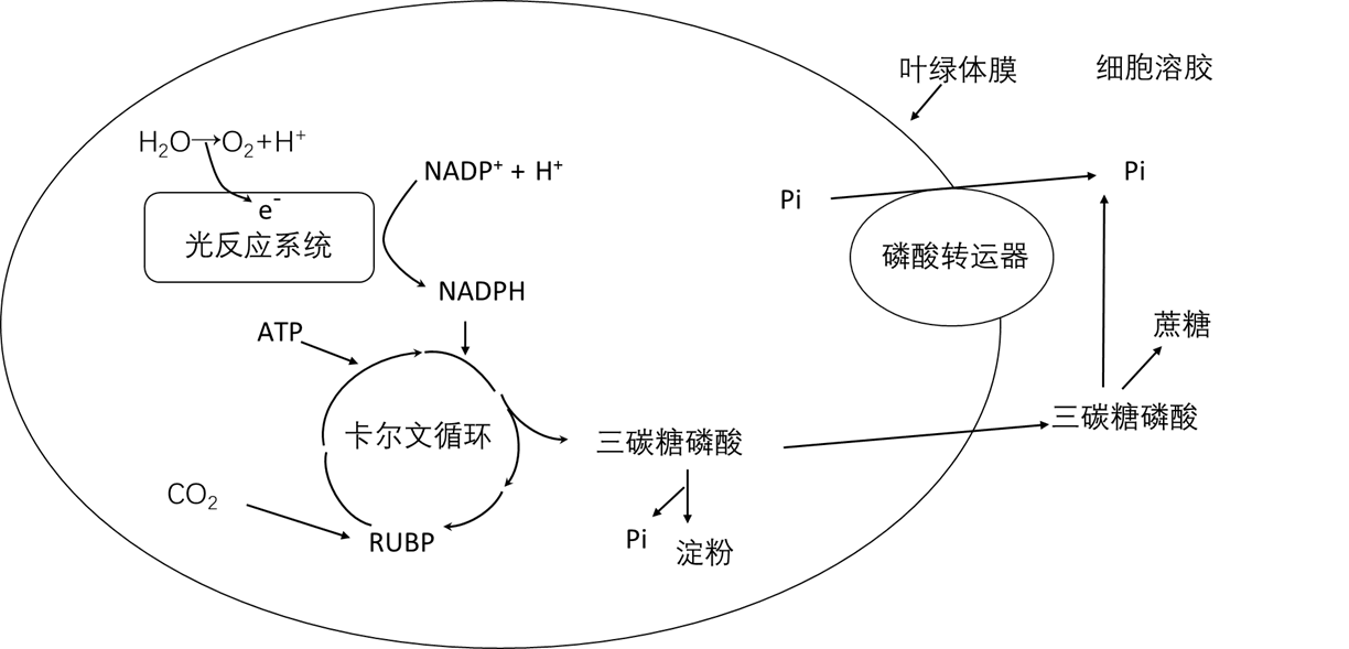 植物叶肉细胞光合作用及其蔗糖与淀粉合成 代谢途径如图所示.