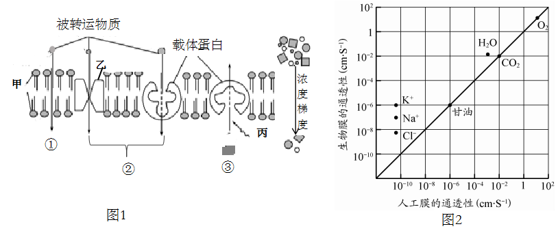 除载体蛋白外,转运方式③的另一条件是需要[丙]______.