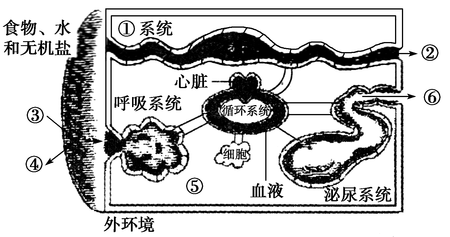 如图表示内环境稳态与各系统的功能联系示意图;据图在下列横线上填写
