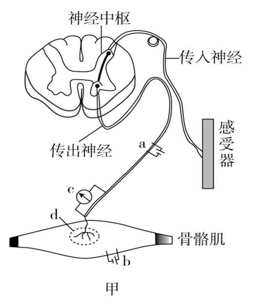 下图甲是反射弧结构模式图ab分别是放置在传出神经和骨骼肌上的电极