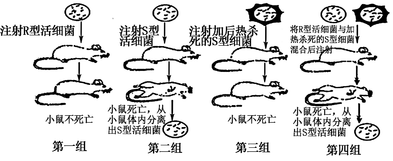 (1)1928年,格里菲思以小鼠为实验材料,研究肺炎双球菌是如