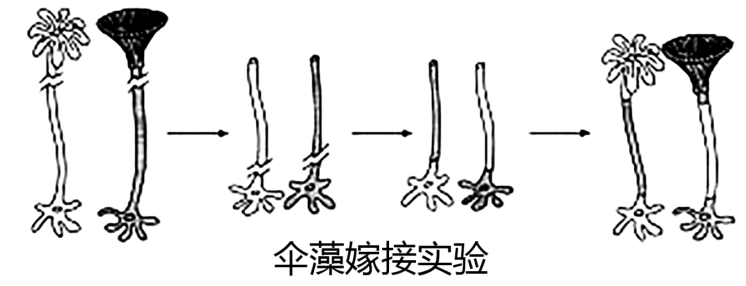 下图为科学家用伞形帽和菊花形帽两种伞藻做嫁接实验该实验能够得出的