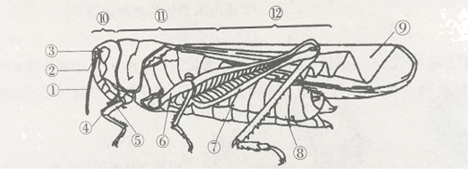 下图是蝗虫的结构示意图,请根据图示,回答下列问题.