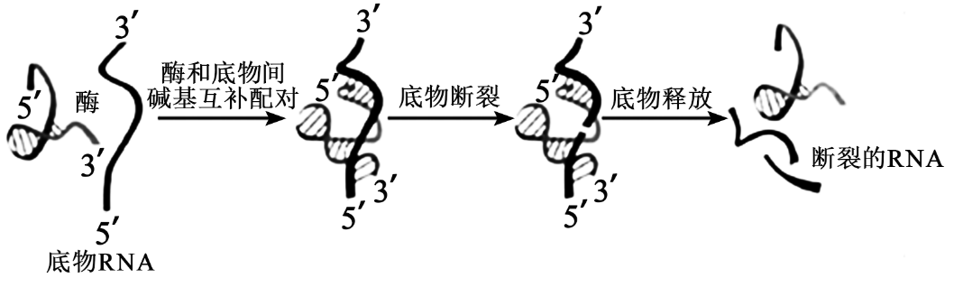 如图表示真核细胞中某种酶分子和底物结合并发挥作用的过程模式图下列