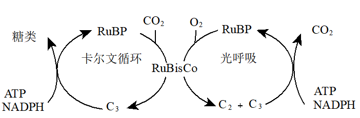 如图1表示在25下测得的某植物光照强度与光合速率的