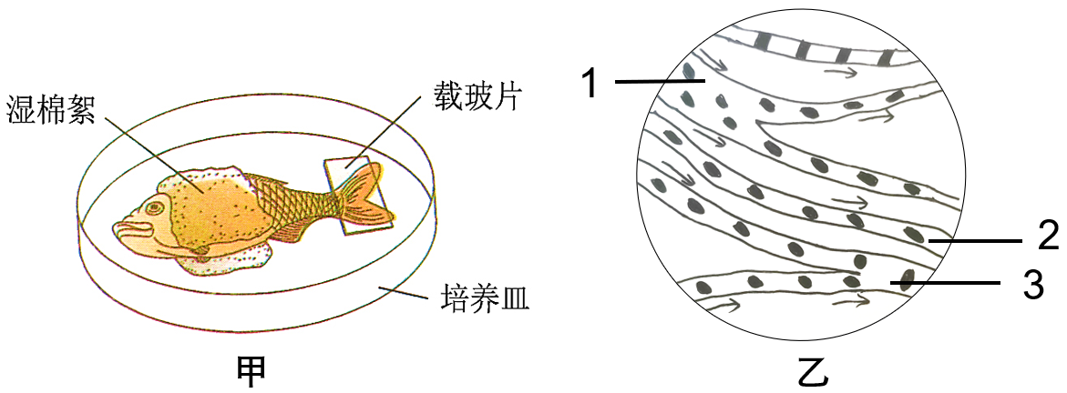 图甲所示为"观察小鱼尾鳍内血液的流动"实验材料的处理,图乙所示为