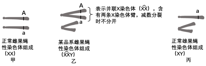 乙与丙交配,子代性染色体组成只有两种,可推测yy,c.