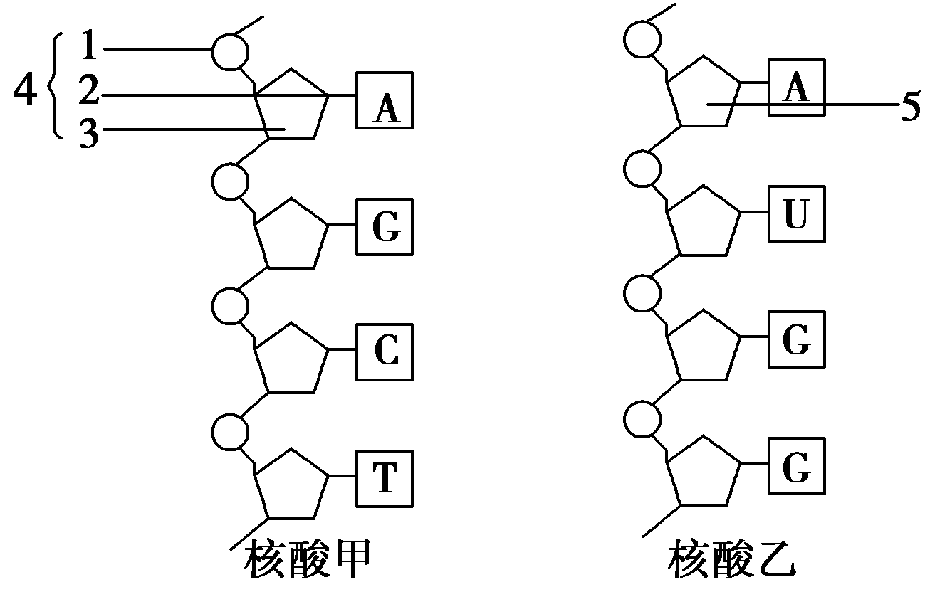 【推荐1】如图为甲,乙两核酸分子局部结构示意图,请据图回答