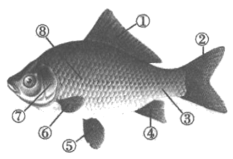 如图是鱼和鸟部分结构的示意图,请据图回答问题