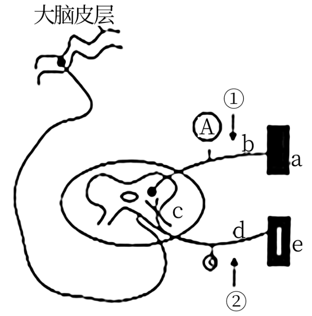 如图是人体排尿反射的反射弧结构简图表示从树突到胞体到轴突方框甲
