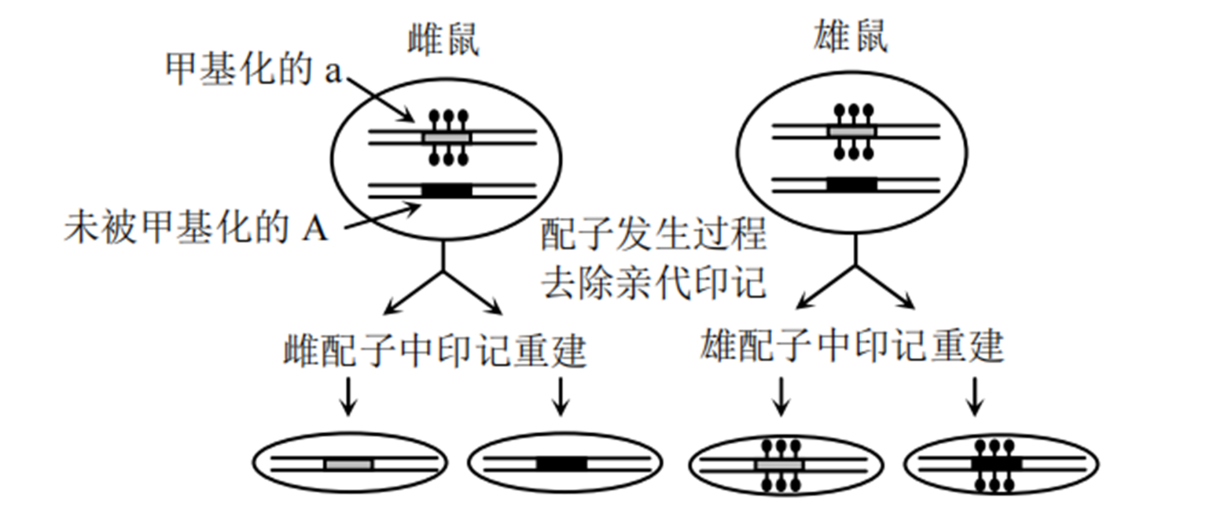 基因与环境的"共舞"生物体的细胞中有一本生命之书—基因组.