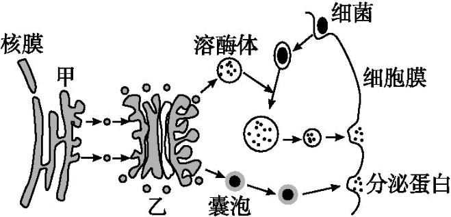 不同囊泡介导不同途径的运输.