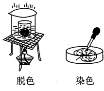 下图表示萨克斯的探究实验,叶片在光照24小时后,经过脱色,漂洗并用碘