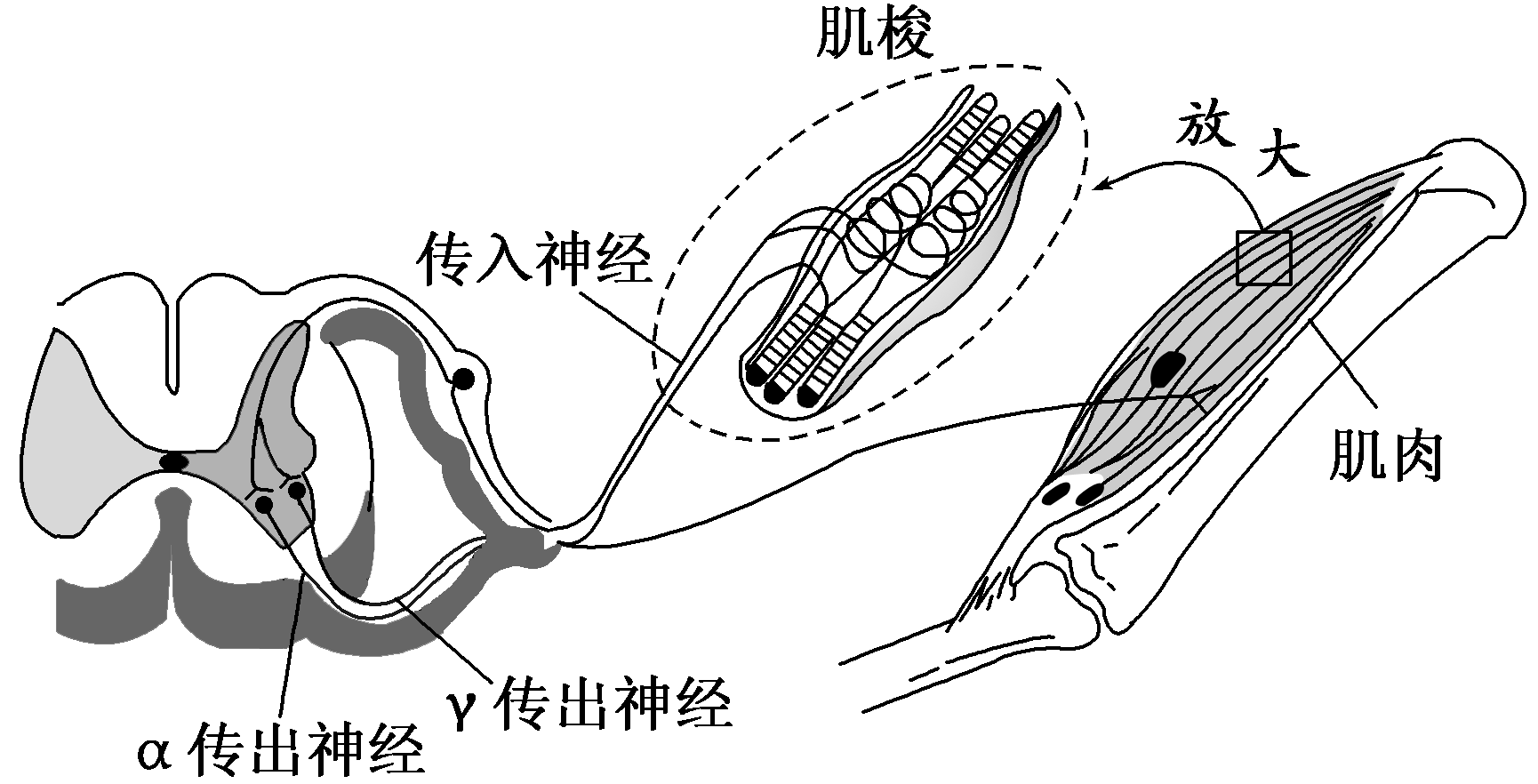 牵张反射是指骨骼肌在受到外力牵拉时引起受牵拉的同一肌肉收缩的反射