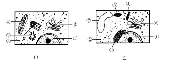 【推荐2】图甲,图乙均为细胞的局部放大示意图,请据图回答问题