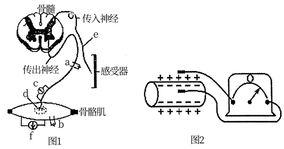 图1是反射弧结构模式图ab分别是放置在传出神经和骨骼肌上的电极用于