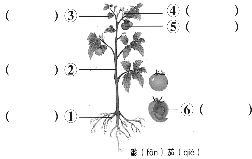 生命科学 生物与环境 植物与环境 植物结构 由根,茎,叶,花,果实和种子