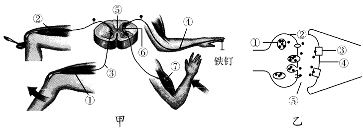 【推荐1】如图为人体膝跳反射和缩手反射的反射弧示意图.