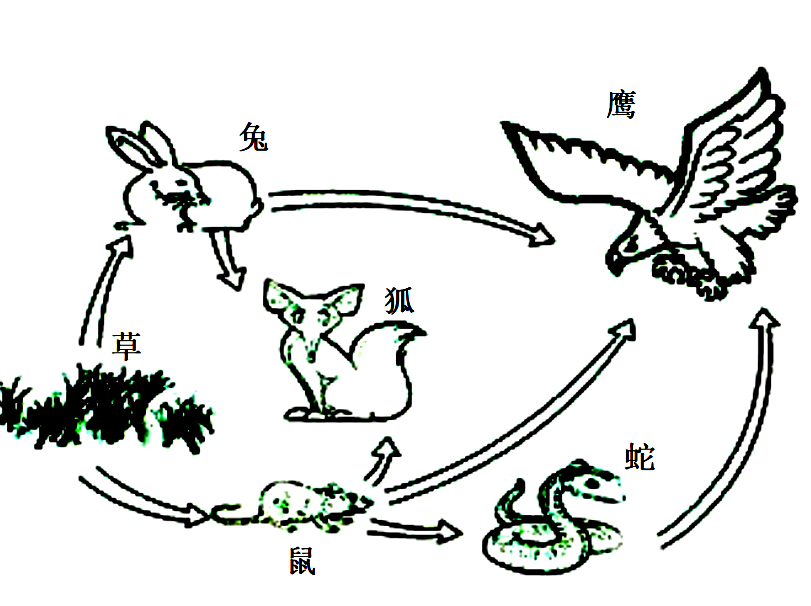 乙,丙,丁四个营养级,在某一时间测得所含某种重金属的食物网简图生态