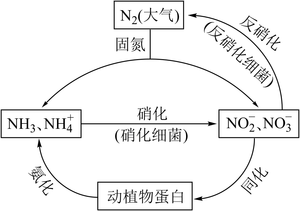 氮循环是生态系统物质循环的重要组成部分如下图所示下列说法中不正确