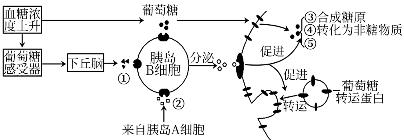 胰岛素在维持血糖平衡中起重要作用