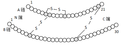 下图为牛胰岛素结构图该物质中ss是由两个sh脱去两个h形成的下列说法
