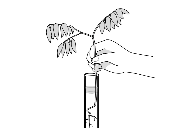 实验:植物的根具有吸水的作用.