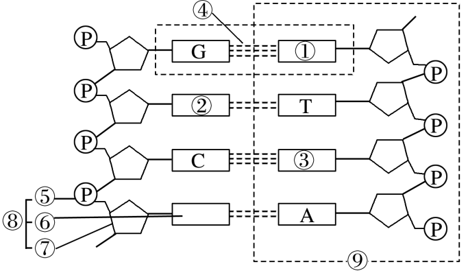 如图是某链状dna分子的局部结构示意图,请据图回答下列问题