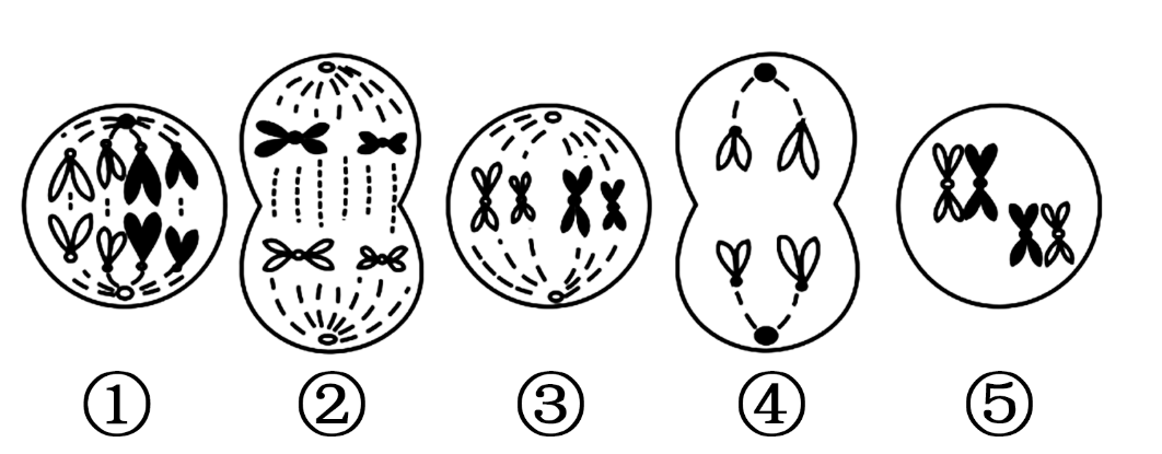 下面左侧⑤是某动物细胞分裂的部分时期图像,右侧曲线表示该