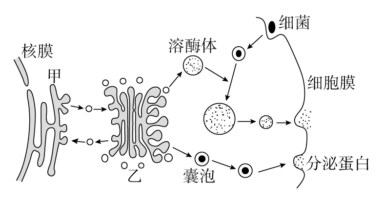 (1)溶酶体含有多种 __________酶,能够分解细胞自身产生的残渣和异物.