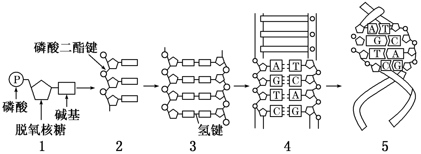 【推荐3】如图是dna双螺旋结构模型的建构过程图解(1~5,请据图探讨