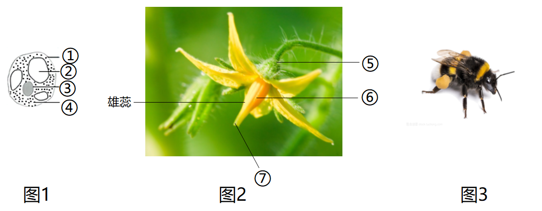 【推荐3】图1为番茄果肉细胞示意图,图2示番茄花⑦组成雌蕊,图3